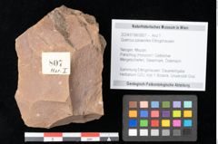 Foto (Objekt + Etikett) von Quercus palaeoilex Ettingshausen (NHMW-GEO-2024-0188-0807)
